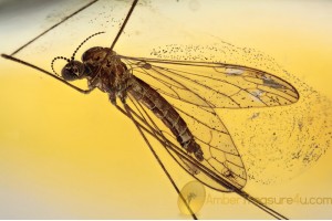 LIMONIIDAE Dicranomyia Great Crane Fly in BALTIC AMBER 1543