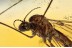 LIMONIIDAE Dicranomyia Great Crane Fly in BALTIC AMBER 1543