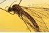 LIMONIIDAE Dicranomyia Great Crane Fly in BALTIC AMBER 1543