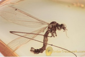 LIMONIIDAE Limnophila Crane Fly Inclusion BALTIC AMBER 1544