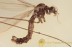 LIMONIIDAE Limnophila Crane Fly Inclusion BALTIC AMBER 1544