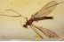 LIMONIIDAE Paradelphomyia Crane Fly Inclusion BALTIC AMBER 1545