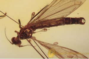 LIMONIIDAE Paradelphomyia Crane Fly Inclusion BALTIC AMBER 1545