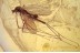 LIMONIIDAE Ormosia Great Crane Fly in BALTIC AMBER 1546