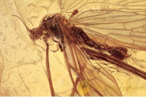 LIMONIIDAE Ormosia Great Crane Fly in BALTIC AMBER 1546