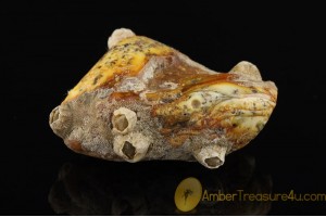 Fossil BALANID on Huge BALTIC AMBER Unique Color Sea Stone ST25