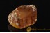 Fossil BALANID on Huge BALTIC AMBER Sea Stone ST26