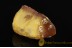 Fossil BALANID on Huge BALTIC AMBER Sea Stone ST26