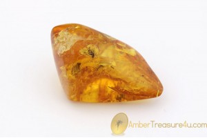  Genuine Polished BALTIC AMBER Stone w Inclusions - 6 FLIES & MIDGE sst5