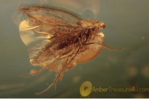 LEPIDOPTERA Moth Fossil Inclusion in BALTIC AMBER 1559