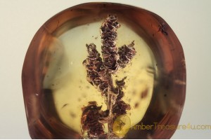 INFLORESCENCE Great Looking Plant Inclusion BALTIC AMBER 1566