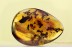 SWARM of 30 ANTS Fighting Inclusion BALTIC AMBER 1597