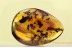 SWARM of 30 ANTS Fighting Inclusion BALTIC AMBER 1597