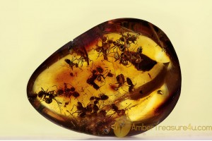 SWARM of 30 ANTS Fighting Inclusion BALTIC AMBER 1597