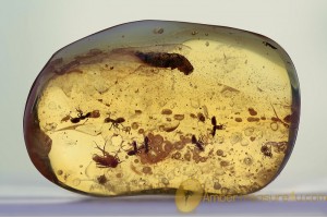 Swarm of ANTS & Bristletail Inclusion BALTIC AMBER 1598