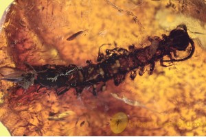 LITHOBIIDAE Large 12mm Stone Centipede in BALTIC AMBER 1594
