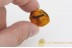 LITHOBIIDAE Large 12mm Stone Centipede in BALTIC AMBER 1594