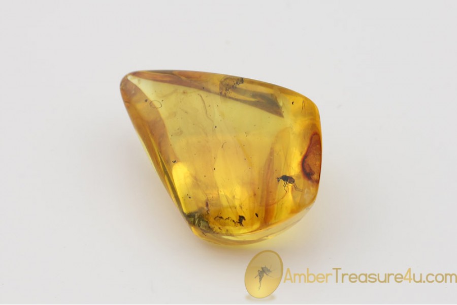 Genuine Polished BALTIC AMBER Stone w Inclusion - FLY Genuine Polished BALTIC AMBER Stone w Inclusion - FLY