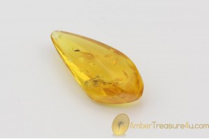 Genuine Polished BALTIC AMBER Stone w Inclusion - APHID