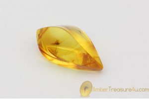  Genuine Polished BALTIC AMBER Stone w Inclusion -  FLY