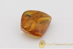  Genuine Polished BALTIC AMBER Stone w Inclusion -  MARSH BEETLE
