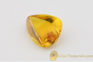  Genuine Polished BALTIC AMBER Stone w Inclusion -  WASP