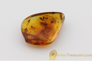 Genuine Polished BALTIC AMBER Stone w Inclusions - 3 FLIES & 2 LEAVES