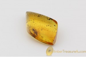 Genuine Polished BALTIC AMBER Stone w Inclusion - CICADA