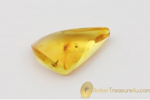 Genuine Polished BALTIC AMBER Stone w Inclusions - 2 GNATS