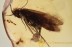 TRICHOPTERA Caddisfly LAYING EGGS Genuine BALTIC AMBER 1603
