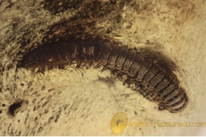 DIPLOPODA Millipede Inclusion in Genuine BALTIC AMBER 1604