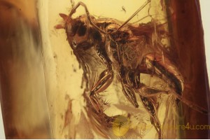 DRYINIDAE Wasp Inclusion Genuine BALTIC AMBER 1606
