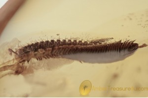 DIPLOPODA Millipede Inclusion Genuine BALTIC AMBER 1605