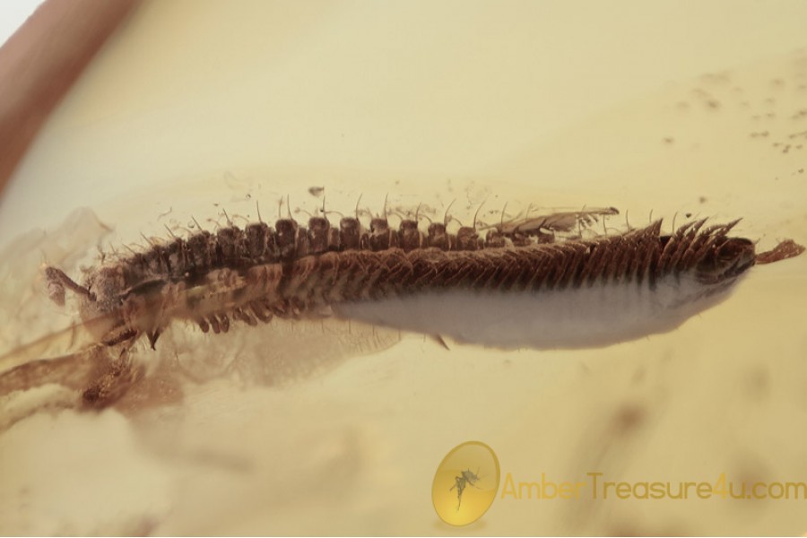 DIPLOPODA Millipede Inclusion Genuine BALTIC AMBER 1605