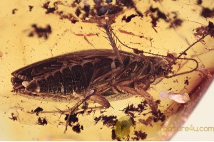 BLATTODEA Nice Adult COCKROACH in BALTIC AMBER 1611