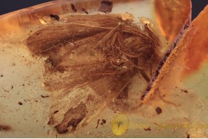 LEPIDOPTERA Nice Large MOTH in BALTIC AMBER 1602