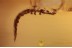 PYROCHROIDAE Beetle Larvae Inclusion in BALTIC AMBER 1612