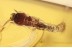 PYROCHROIDAE Beetle Larvae Inclusion in BALTIC AMBER 1612
