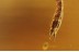 PYROCHROIDAE Beetle Larvae Inclusion in BALTIC AMBER 1612