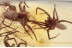 ARANEAE 3 Spiders & Fly in Genuine BALTIC AMBER 1619