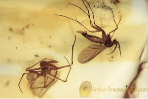 ARCHAEIDAE Spider Predator & Prey Inclusion BALTIC AMBER 1620