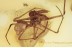 ARCHAEIDAE Spider Predator & Prey Inclusion BALTIC AMBER 1620