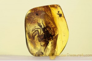 TROCHANTERIIDAE Sosybius Huge Spider in BALTIC AMBER 1615