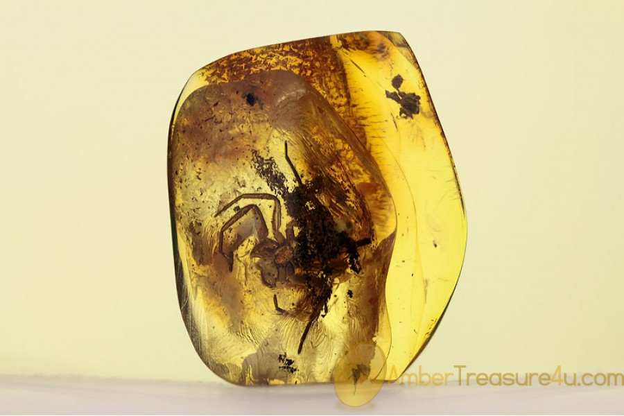 TROCHANTERIIDAE Sosybius Huge Spider in BALTIC AMBER 1615