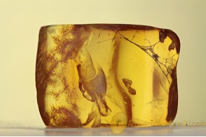 Large COBWEB Fragment Inclusion BALTIC AMBER 1616