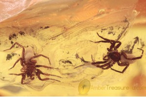 LIOCRANIDAE 2 Great Looking SPIDERS in BALTIC AMBER 1618