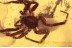 LIOCRANIDAE 2 Great Looking SPIDERS in BALTIC AMBER 1618