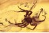 LIOCRANIDAE 2 Great Looking SPIDERS in BALTIC AMBER 1618