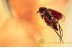 DOLICHOPODIDAE Superb Looking FLY in BALTIC AMBER 1625