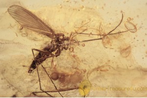 LIMONIIDAE Crane Fly Inclusion in BALTIC AMBER 1626